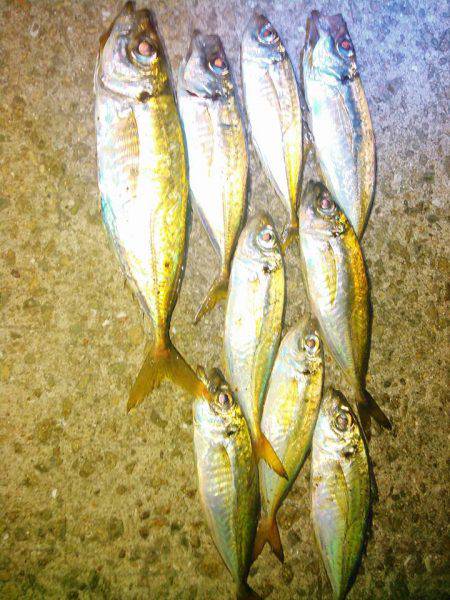 レガーメ　牙突